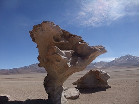 ARBOL DE PIEDRA