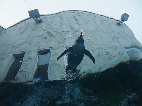 ペンギンが空をとぶ