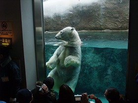 シロクマのもぐもぐタイム