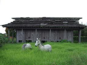 石屋根と対馬馬