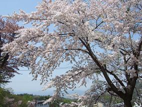蔵王の桜